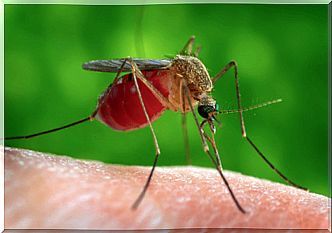 What is West Nile Fever and how does it affect pregnancy?